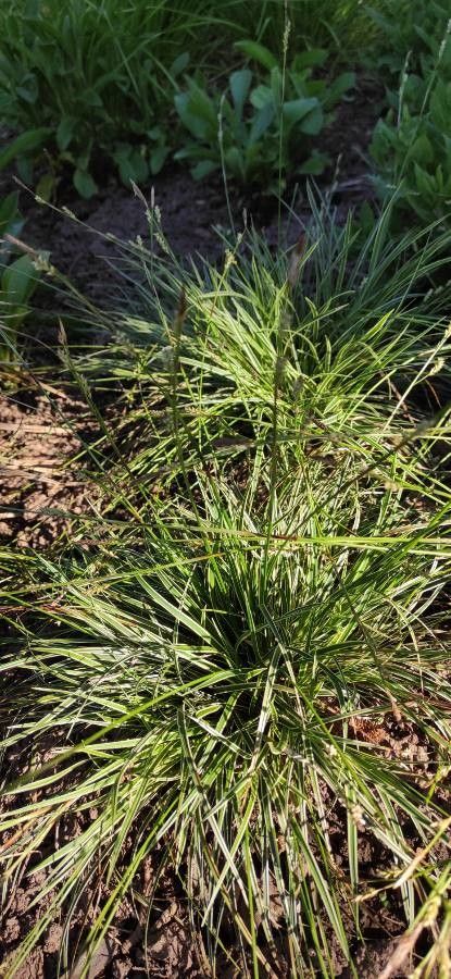 Carex conica habit