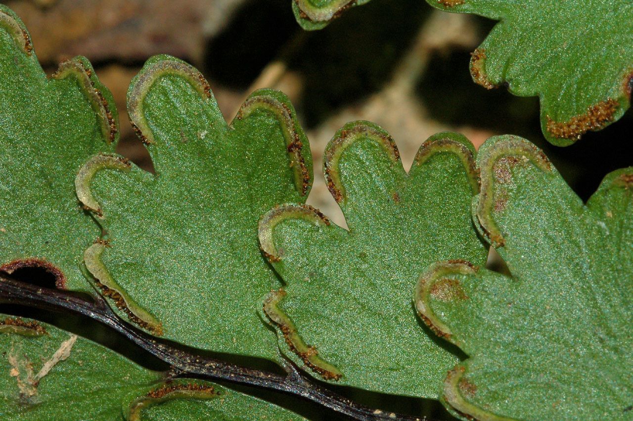 Lindsaea prolongata — houseplant care guide
