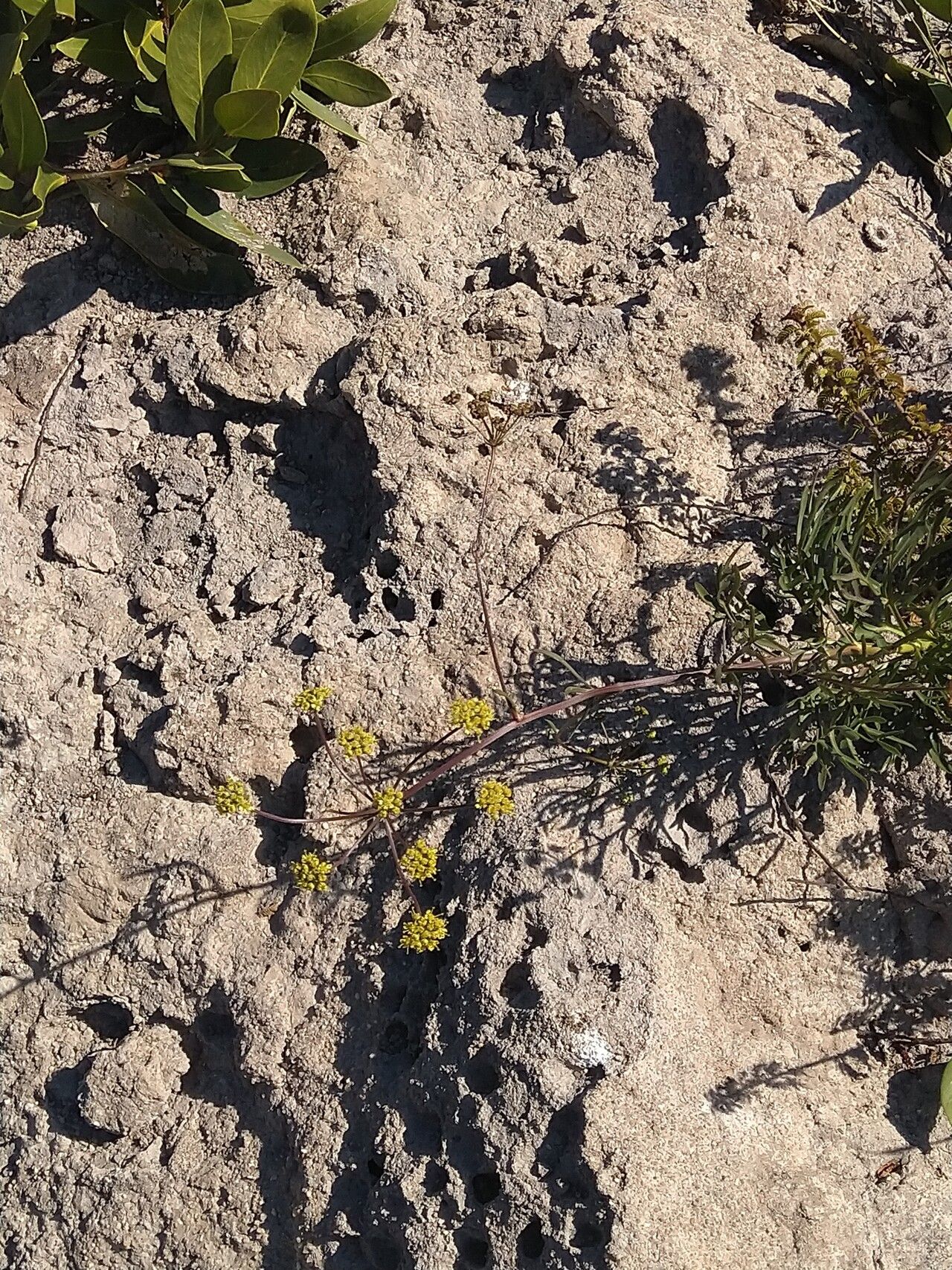 Heteromorpha gossweileri habit