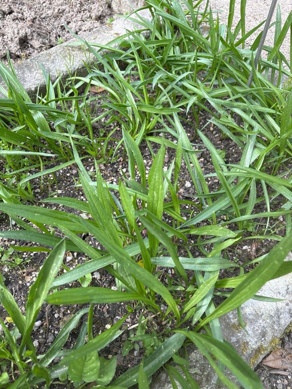 Plantago altissima