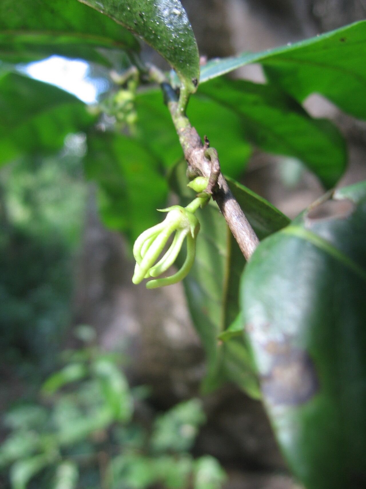 Artabotrys monteiroae flower