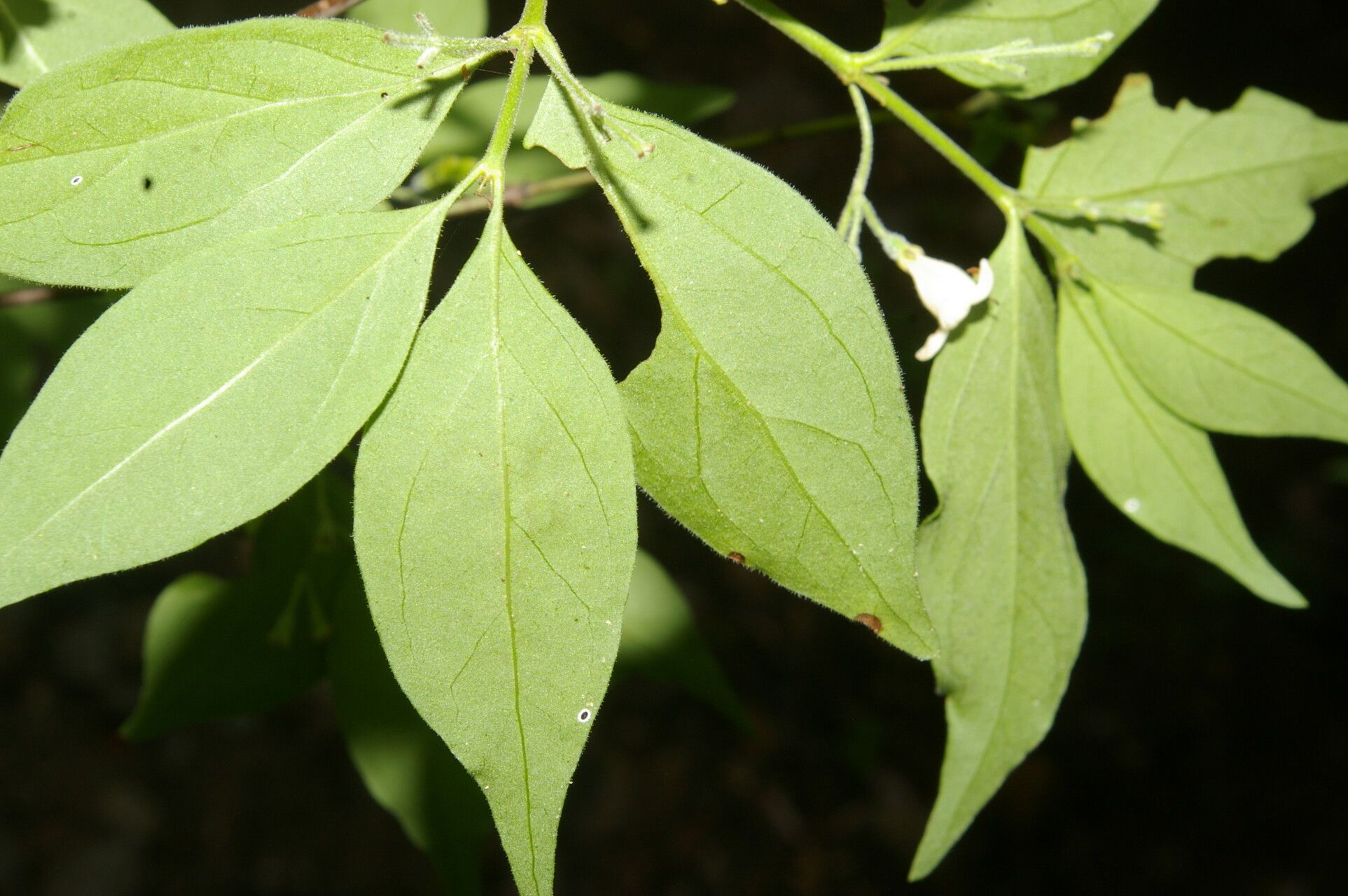 Chiococca semipilosa leaf