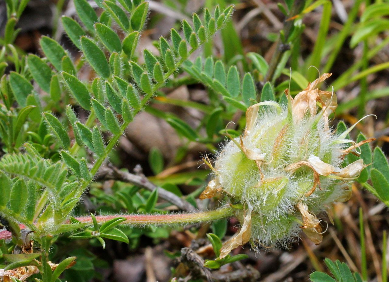 Astragalus hypoglottis fruit