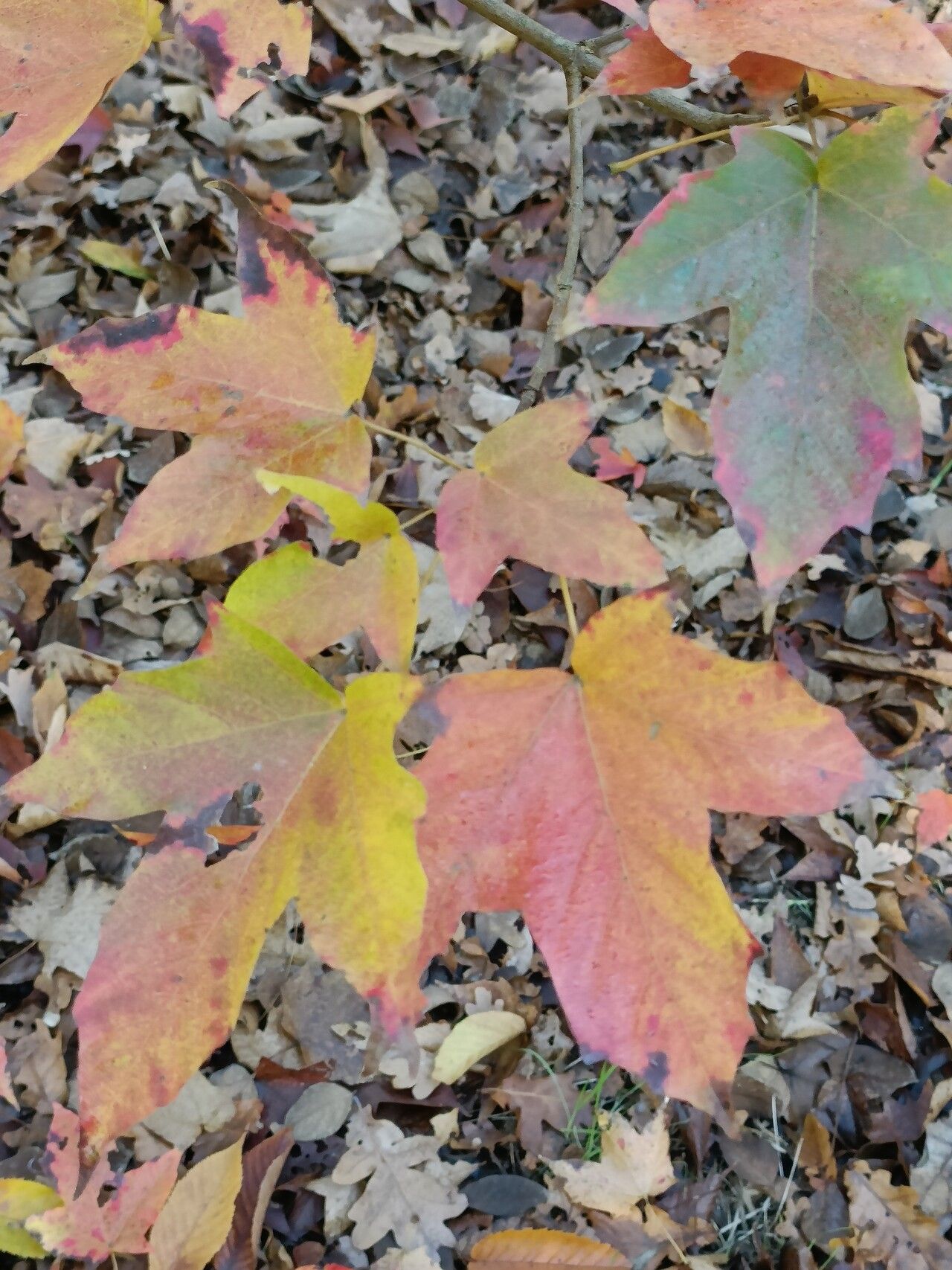 Acer tsinglingense — houseplant care guide