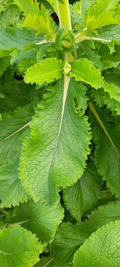 Scabiosa africana leaf