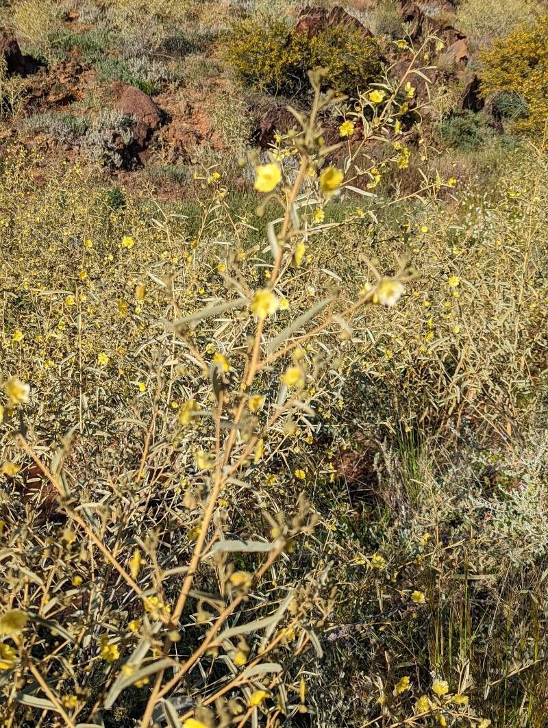 Sida petrophila habit