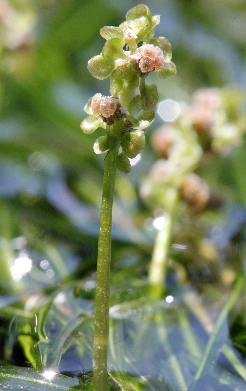 Potamogeton pusillus fruit