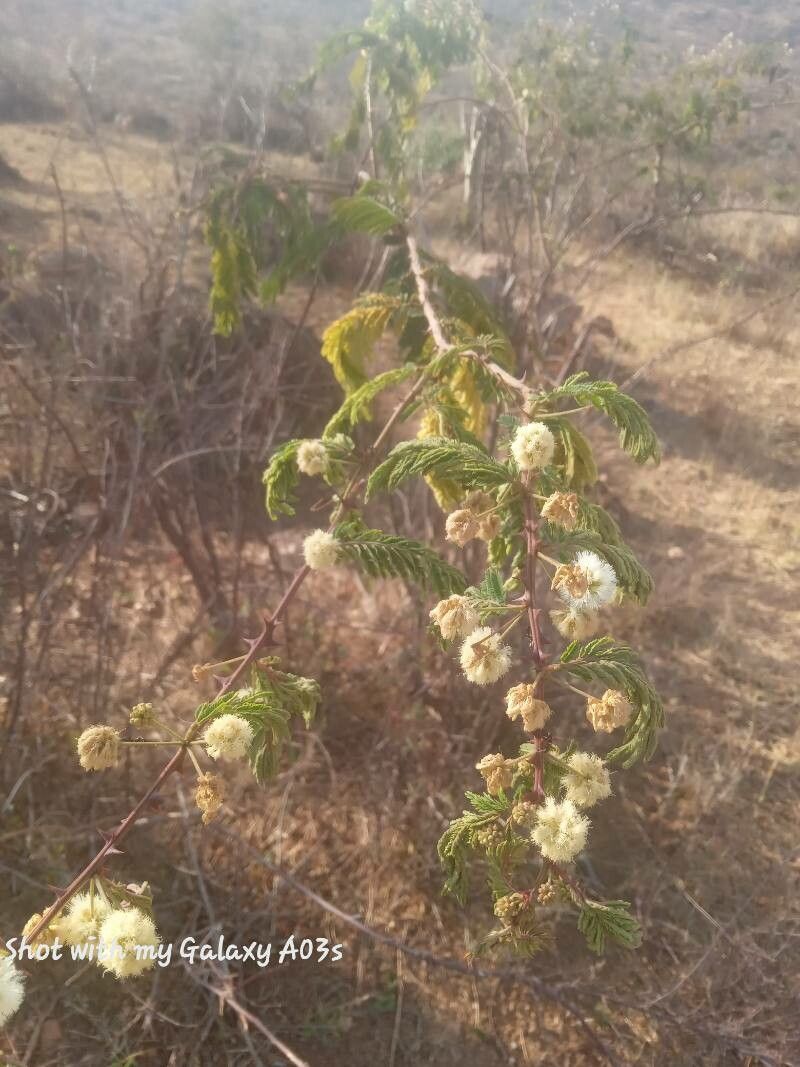 Senegalia brevispica flower