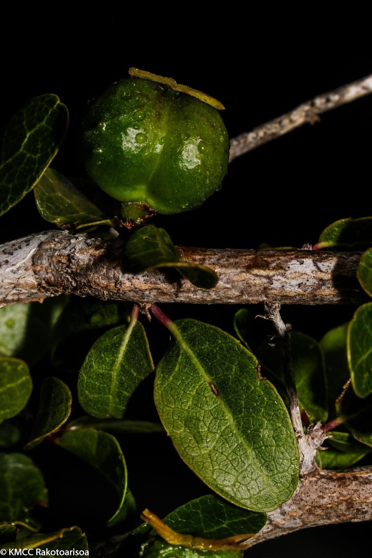 Alchornea humbertii fruit