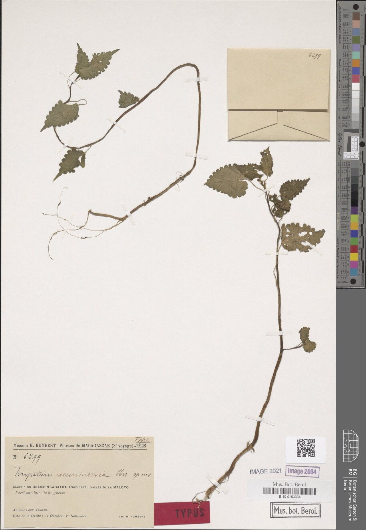 Impatiens recurvinervia — houseplant care guide