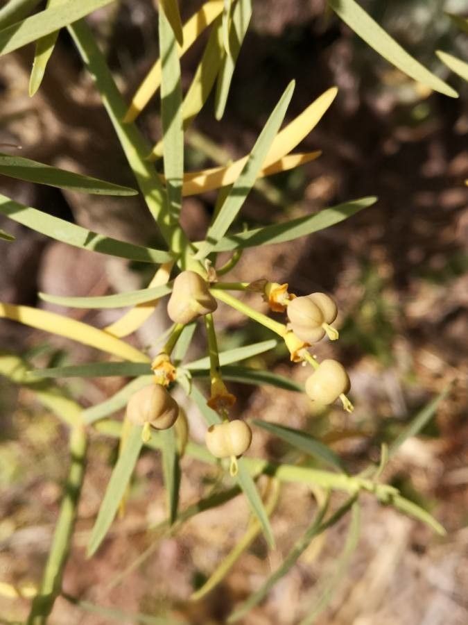 Euphorbia regis-jubae fruit