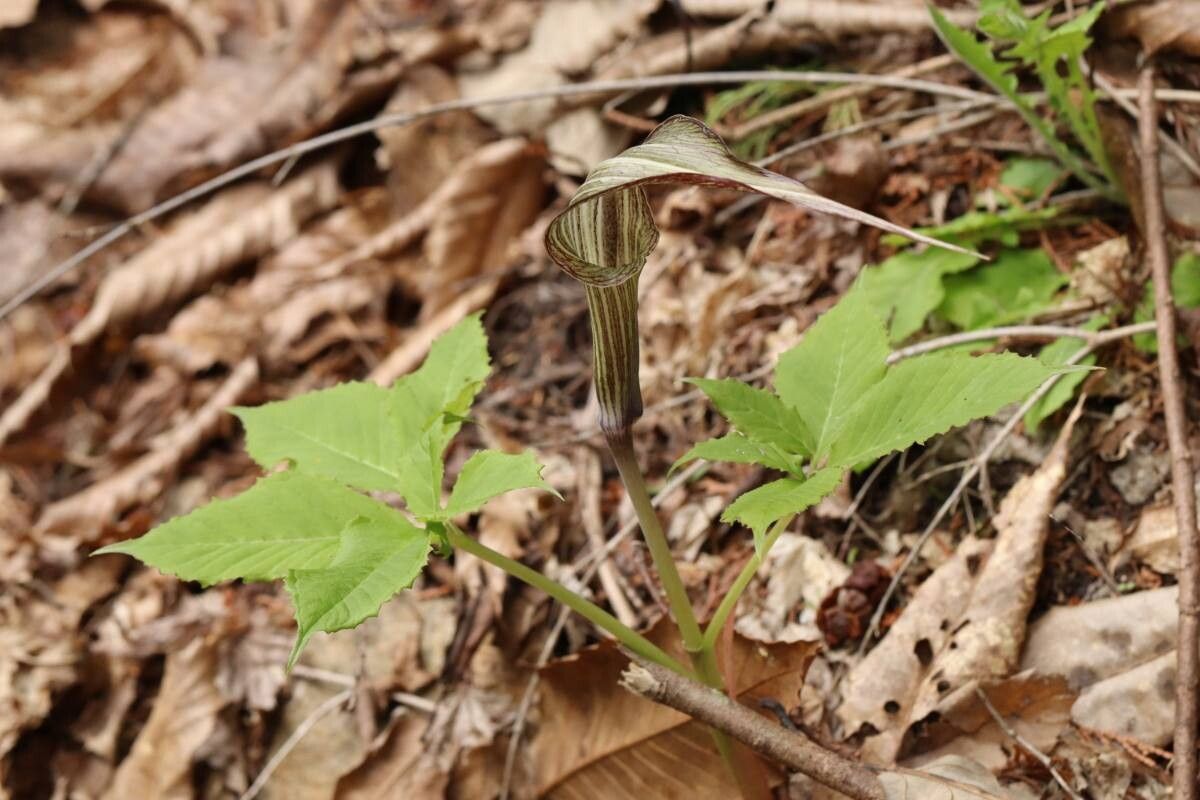 Arisaema kishidae — search result for 'Arisaema'