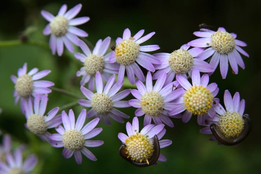 Pericallis steetzii flower