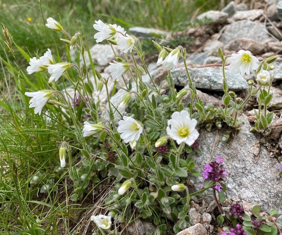 Cerastium eriophorum — search result for 'Eriophorum'