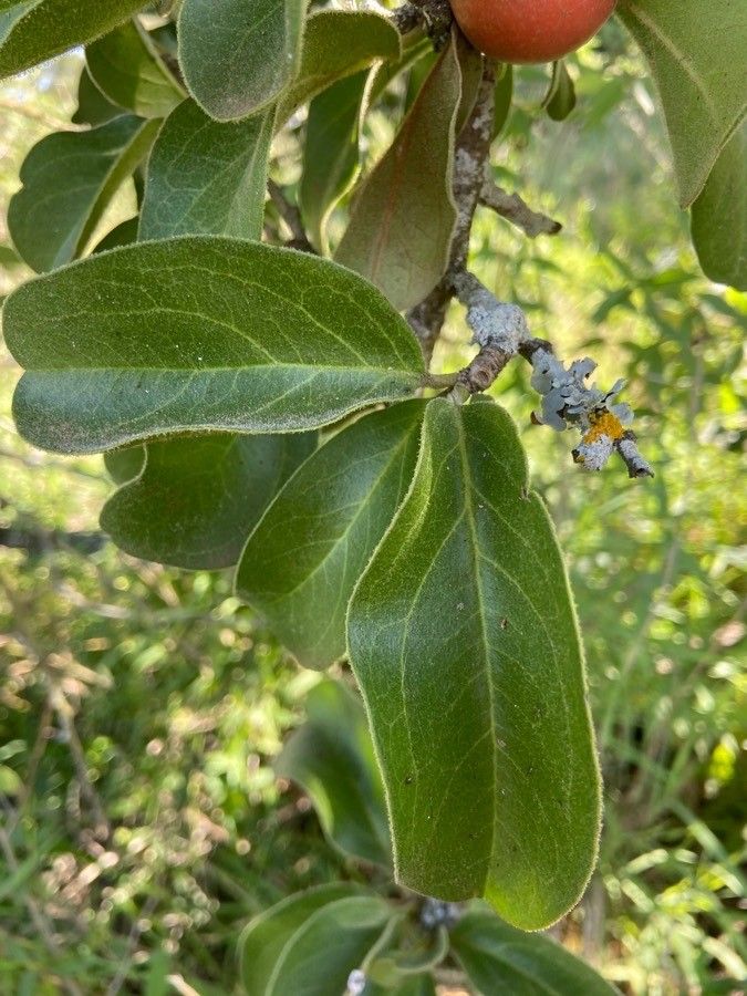 Ximenia americana leaf