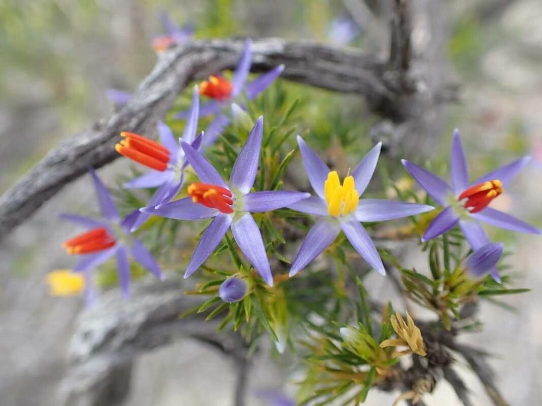 Calectasia narragara flower