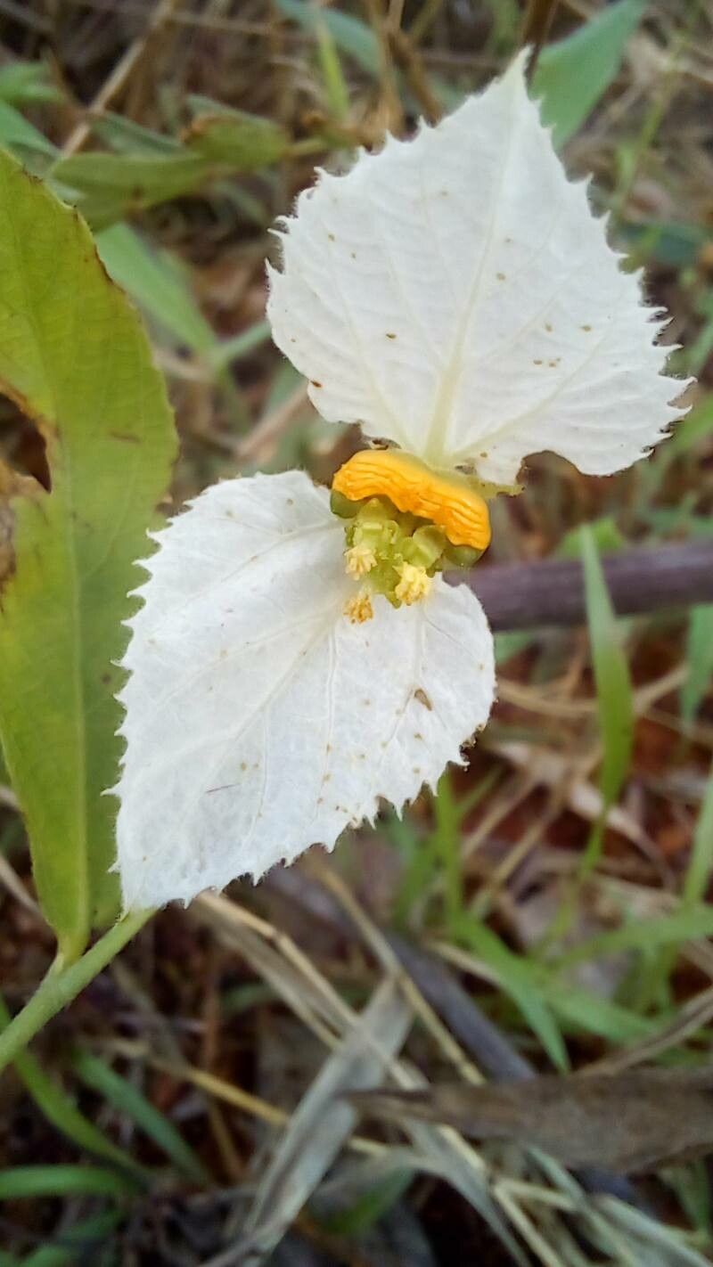 Dalechampia caperonioides flower