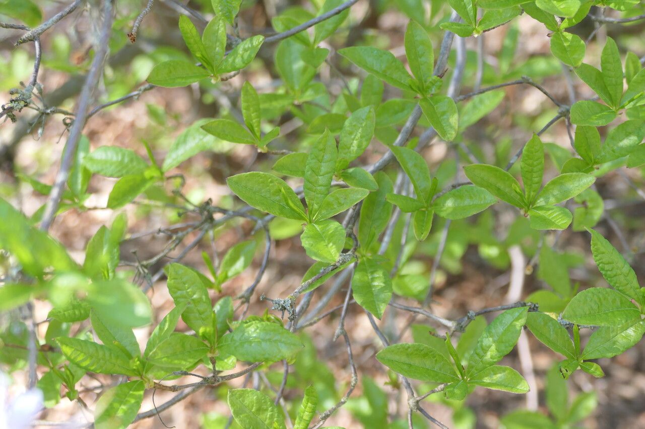 Rhododendron periclymenoides leaf