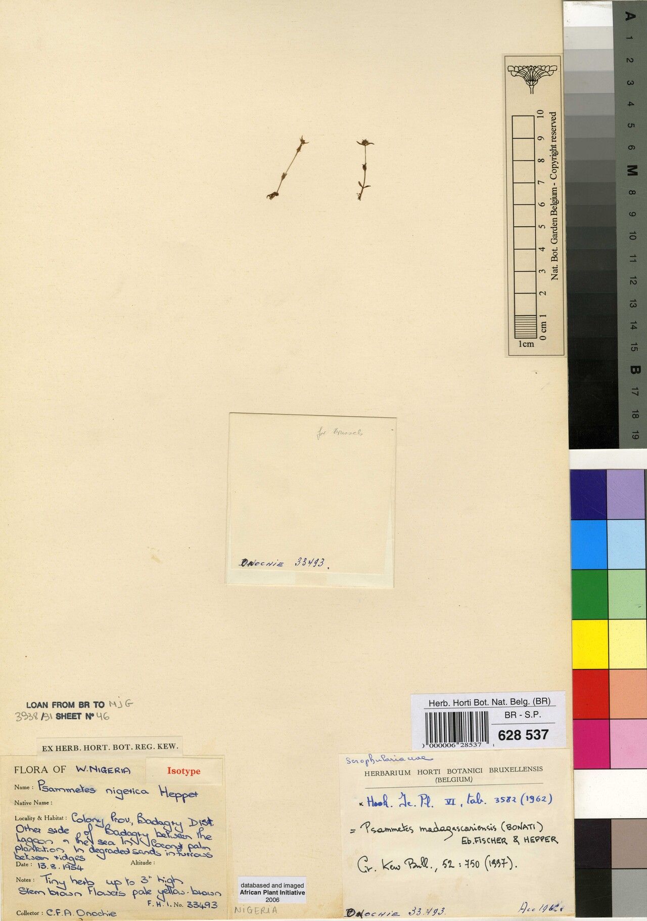 Lindernia madagascariensis — houseplant care guide