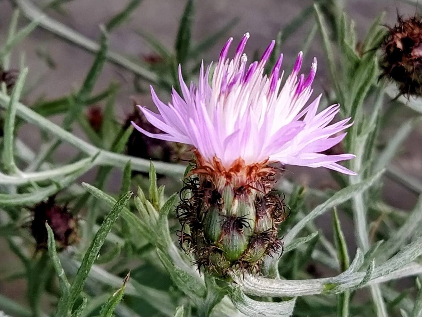 Centaurea fabregatii flower