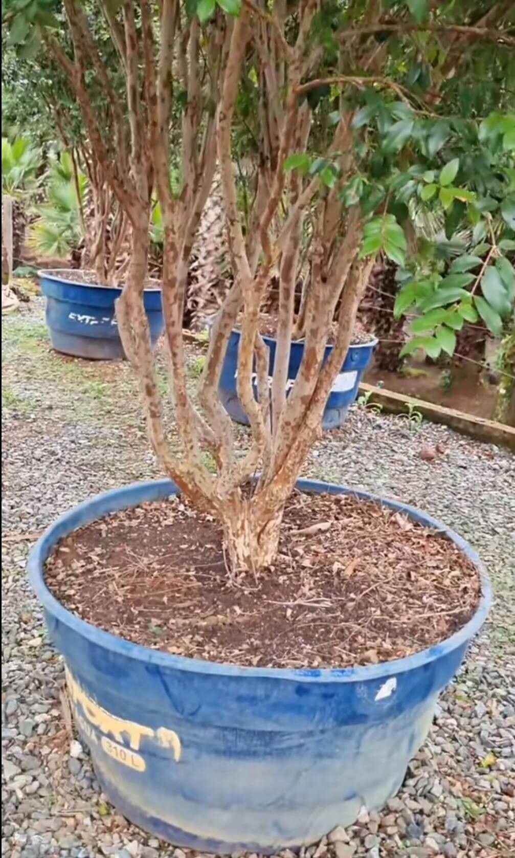 Plinia trunciflora bark