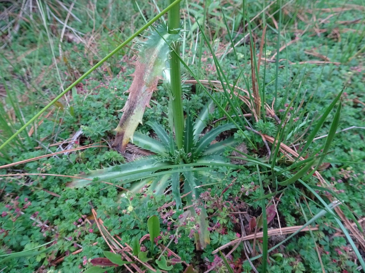 Eryngium deppeanum leaf