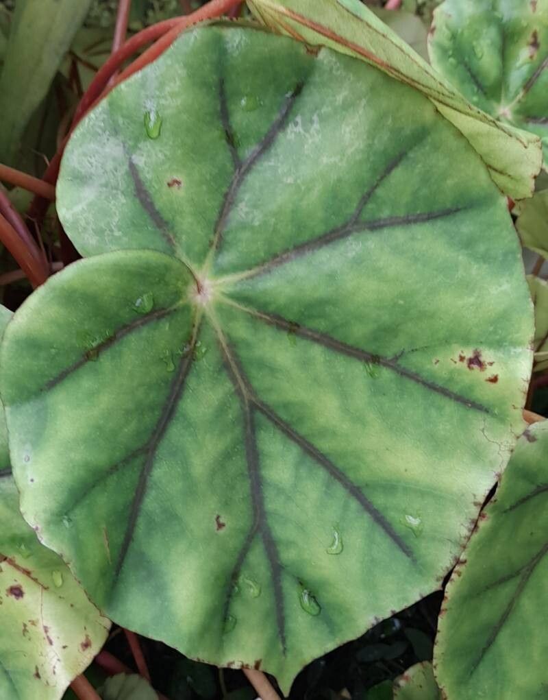 Begonia glandulosa — houseplant care guide