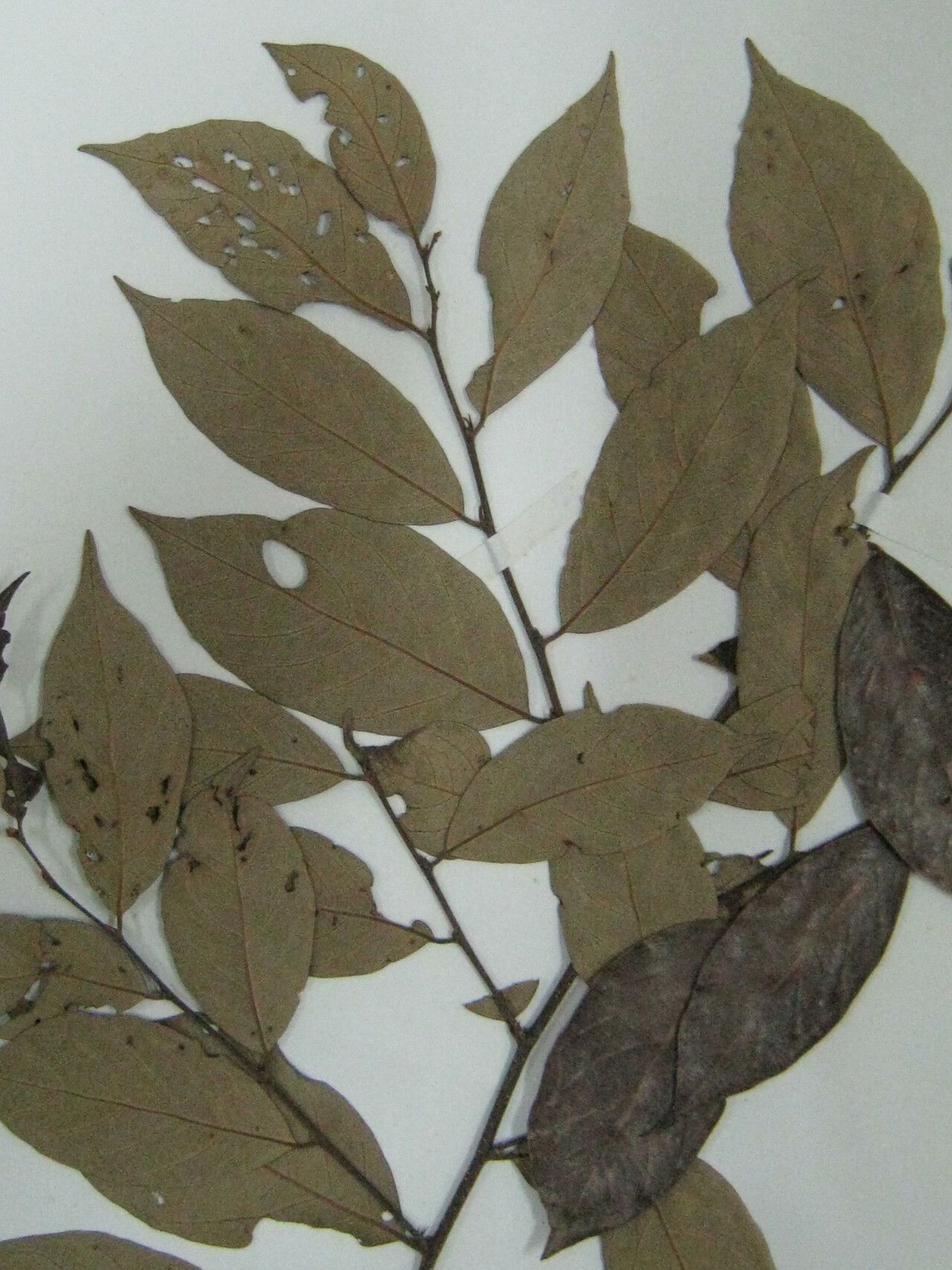 Licania kunthiana other