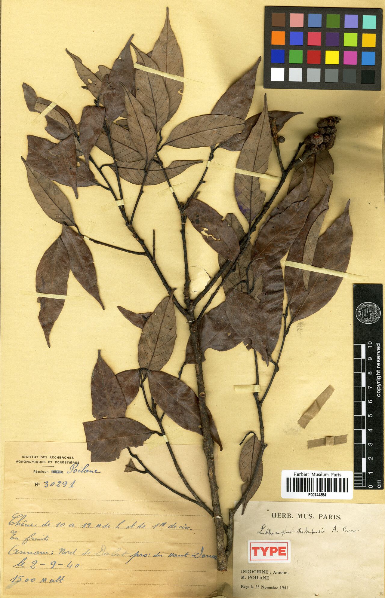 Lithocarpus dalatensis — houseplant care guide