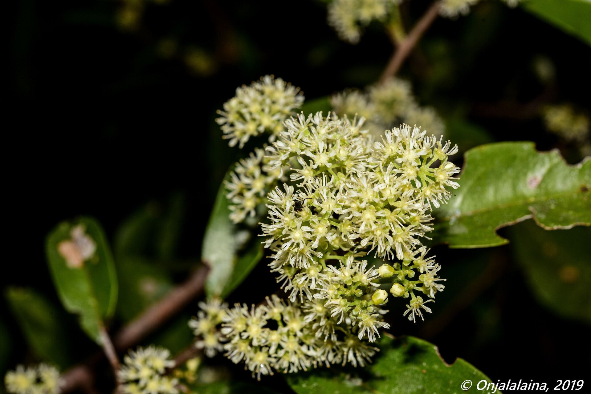 Dichapetalum chlorinum — houseplant care guide