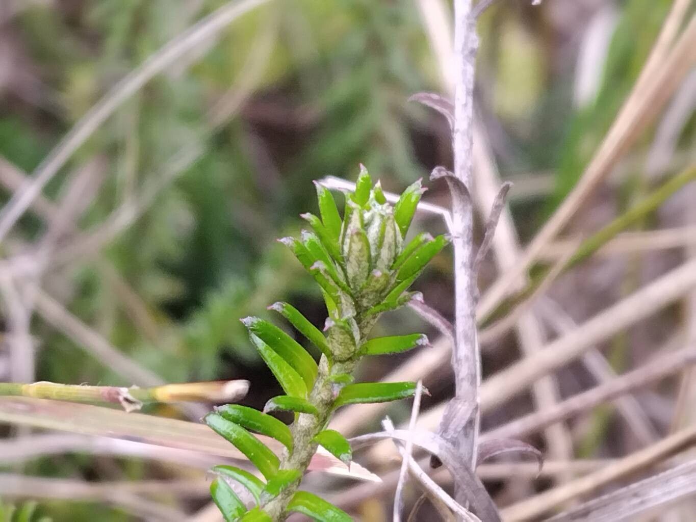 Helichrysum retrorsum — houseplant care guide