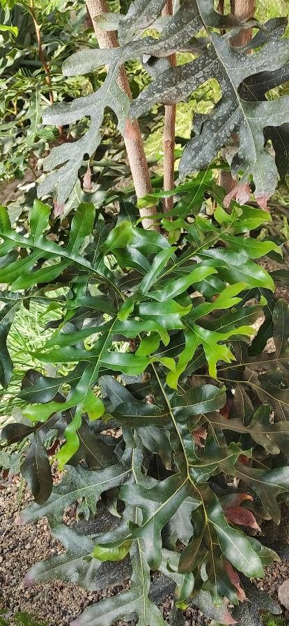 Stenocarpus sinuatus leaf