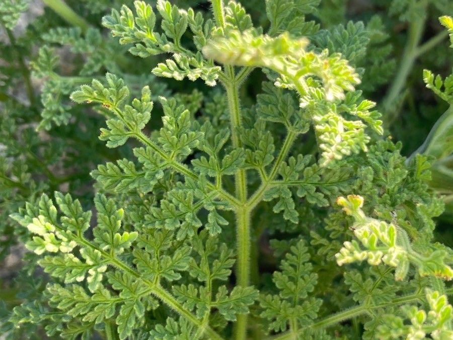 Athamanta sicula — related species from the same genus