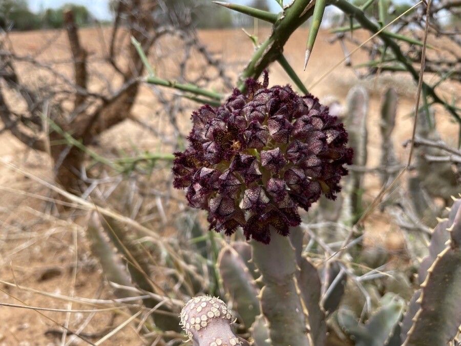 Desmidorchis foetida flower