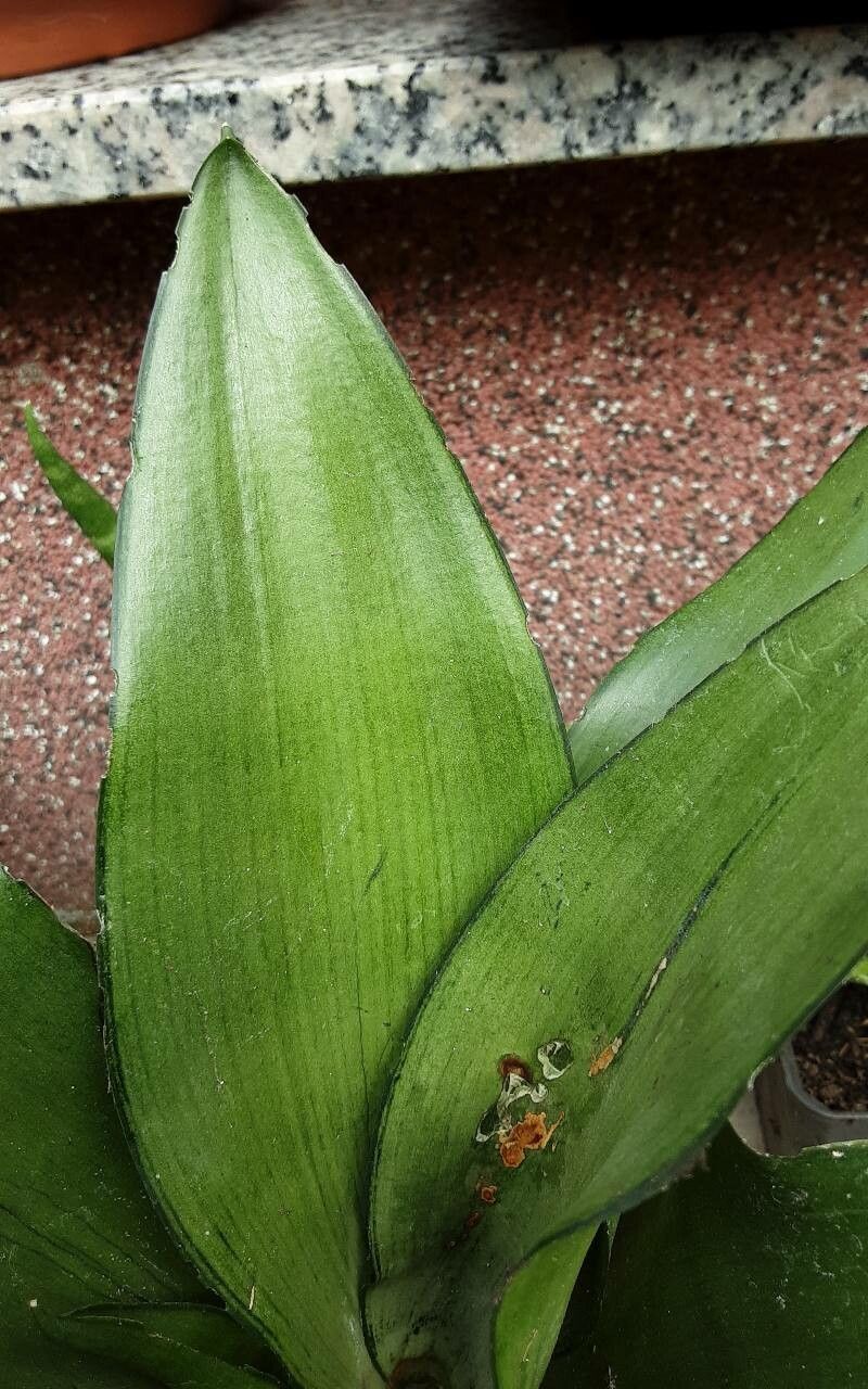 Sansevieria subspicata leaf