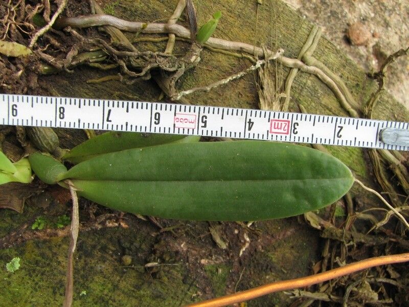 Polystachya lejolyana — houseplant care guide