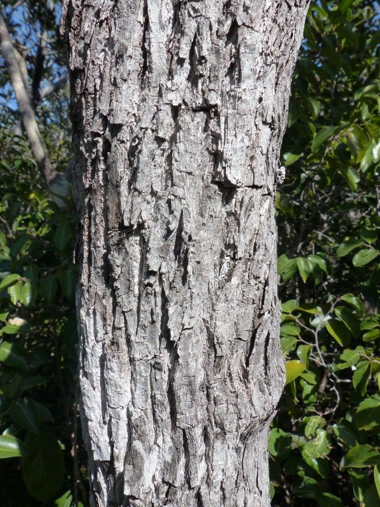 Planchonella leptostylidifolia bark