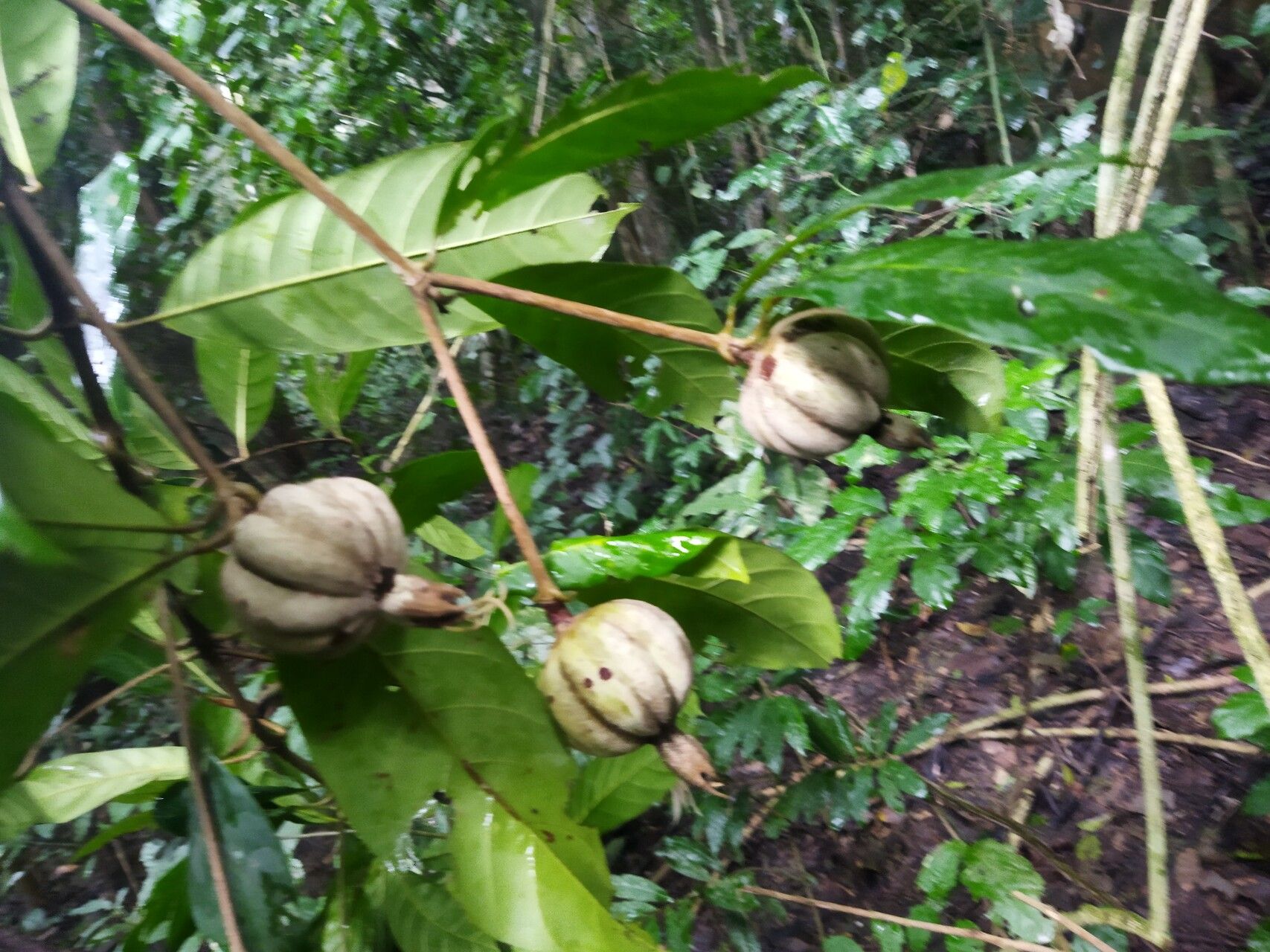 Rothmannia whitfieldii fruit