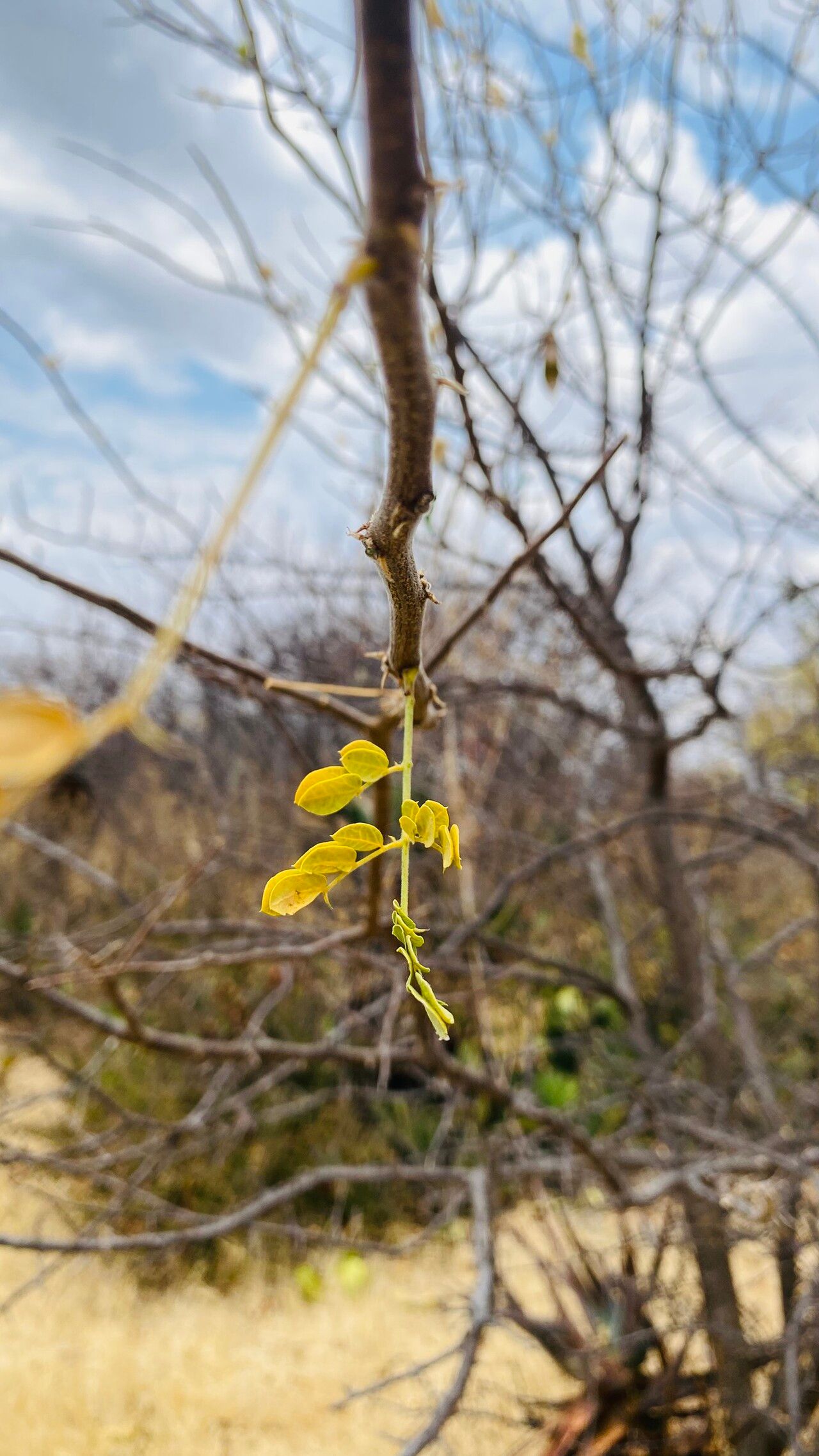 Albizia antunesiana — search result for 'Albizia'