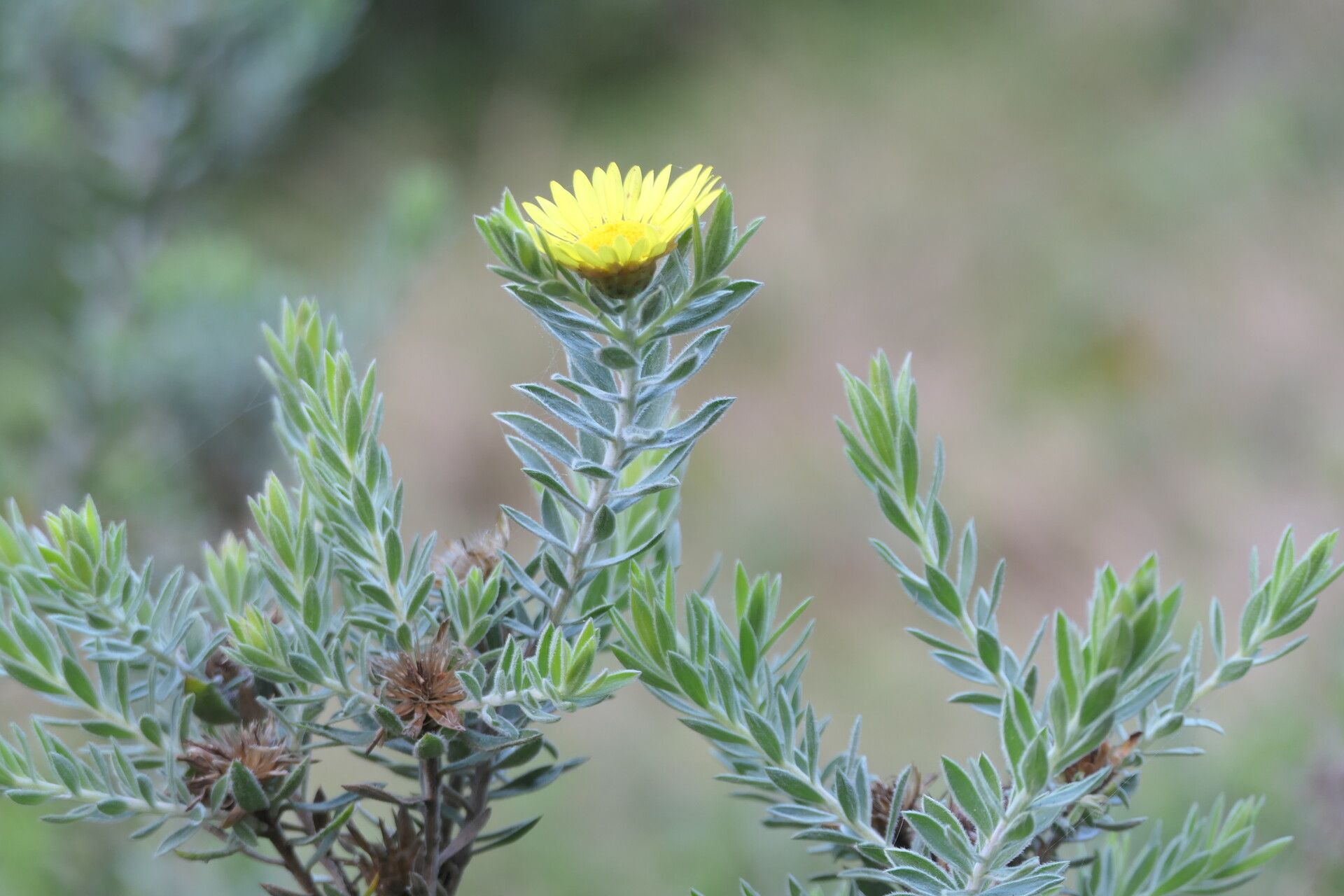 Relhania calycina — search result for 'Compositae'