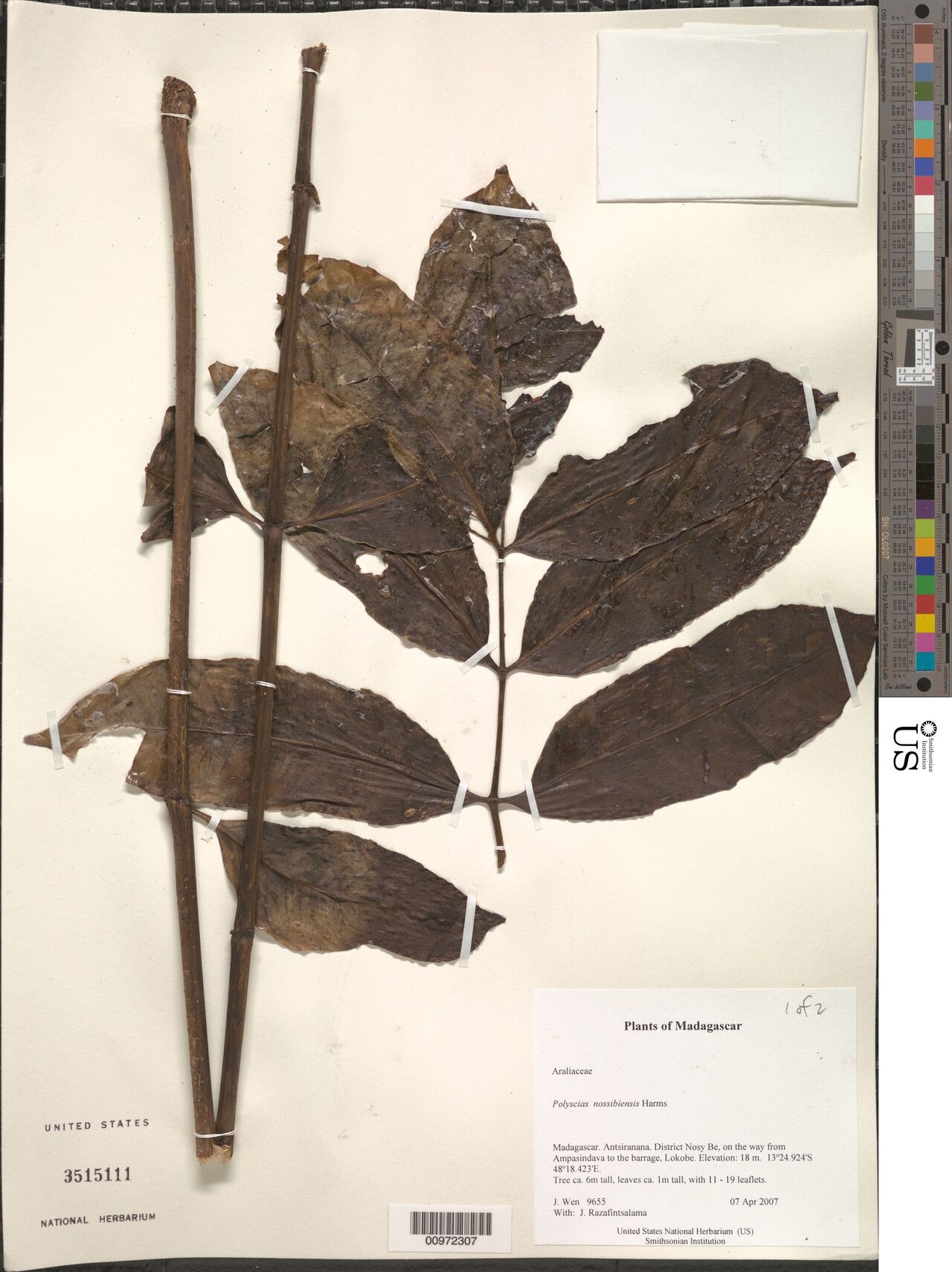 Polyscias nossibiensis — search result for 'Polyscias'