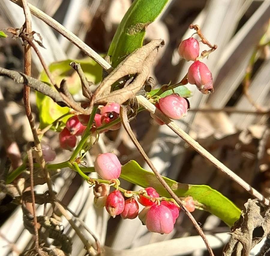 Muehlenbeckia sagittifolia flower