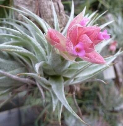 Tillandsia heubergeri — houseplant care guide