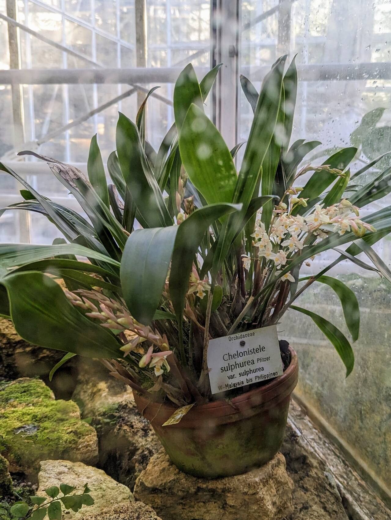 Coelogyne sulphurea habit