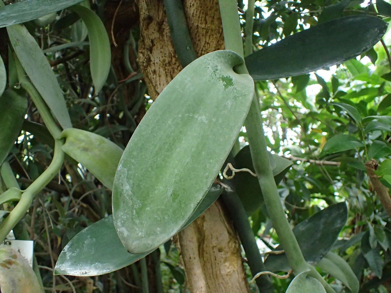 Vanilla imperialis — search result for 'Angola'