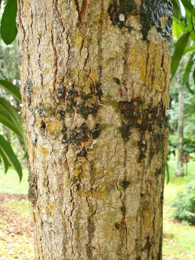 Garcinia atroviridis bark