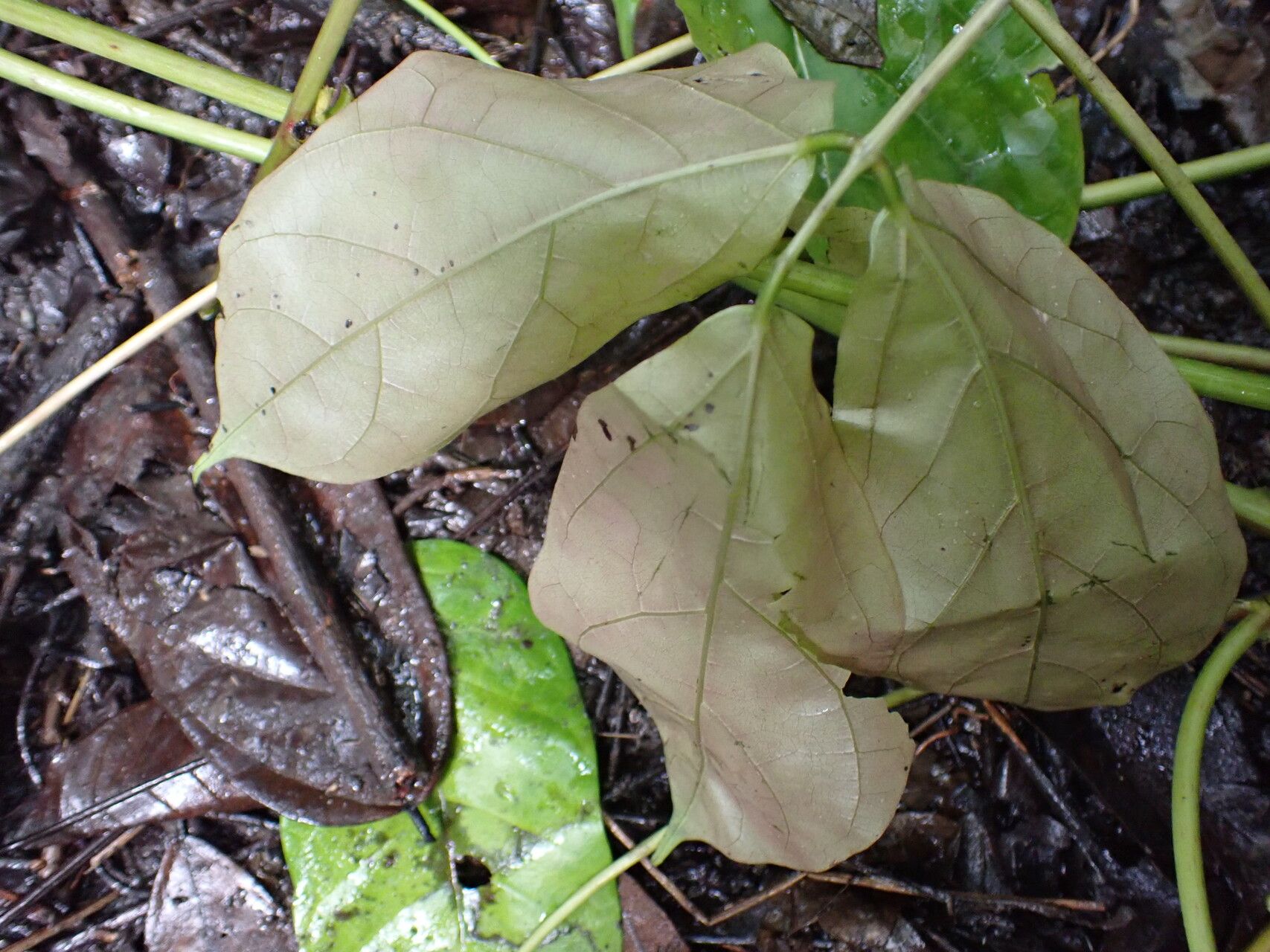 Mucuna flagellipes leaf