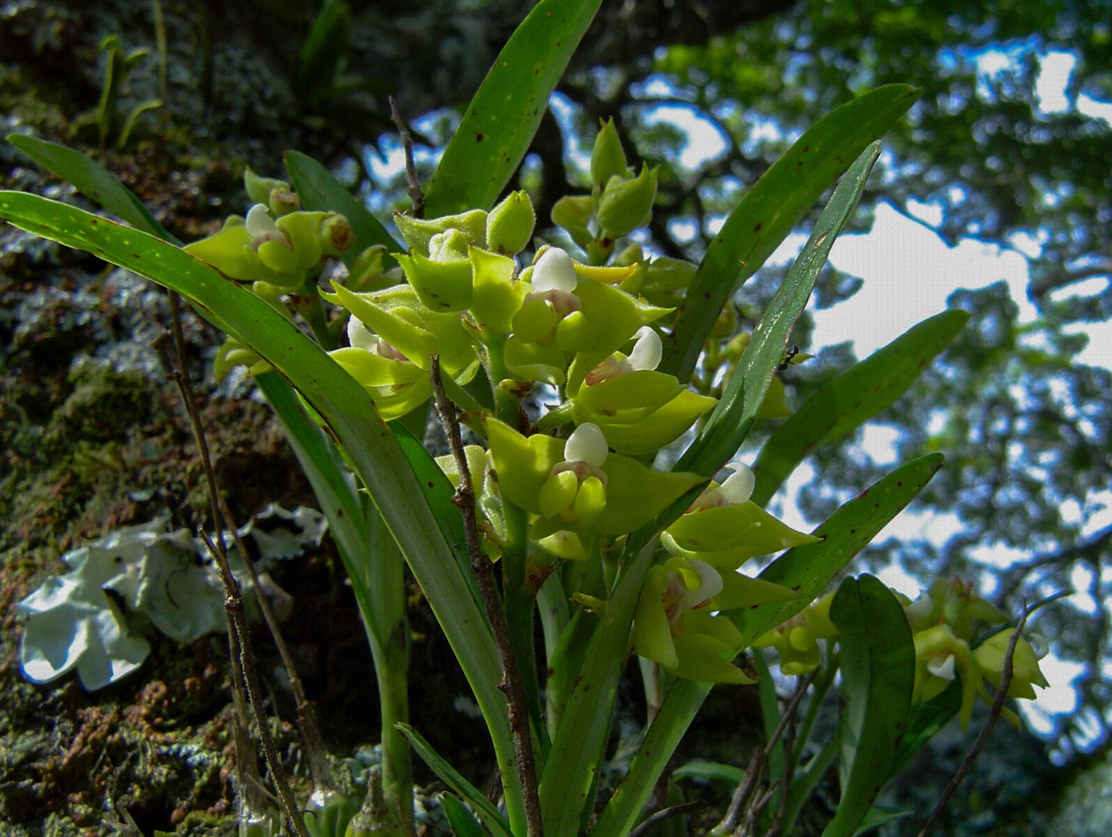 Polystachya zambesiaca flower