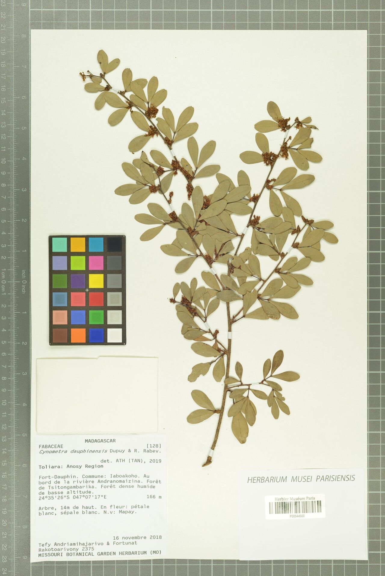 Cynometra dauphinensis — houseplant care guide