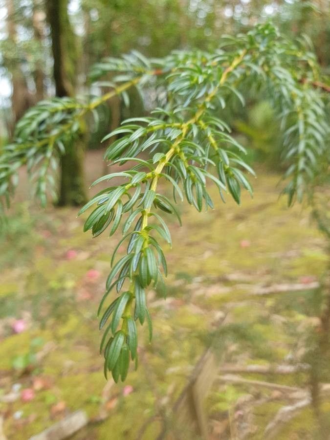 Juniperus brevifolia leaf